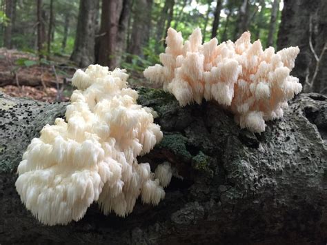 Lion's Mane Mushroom: Identification, Foraging, and Recipes - Mushroom ...