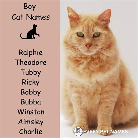 200 Best Cat Names Cute Cool And Funny Every Pet Names