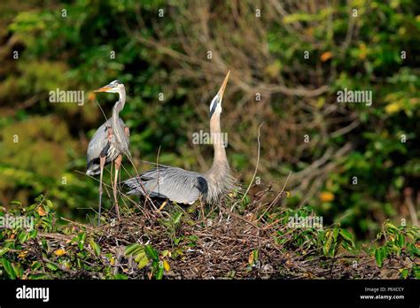 Herons florida usa hi-res stock photography and images - Alamy