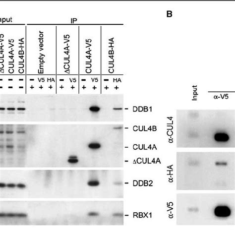 Cul4b Colocalizes With Ddb2 And Cul4a At Uv Damaged Dna Sites A