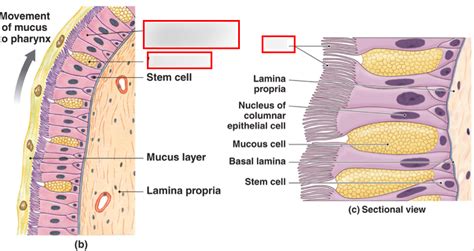 respiratory epithelium Diagram | Quizlet