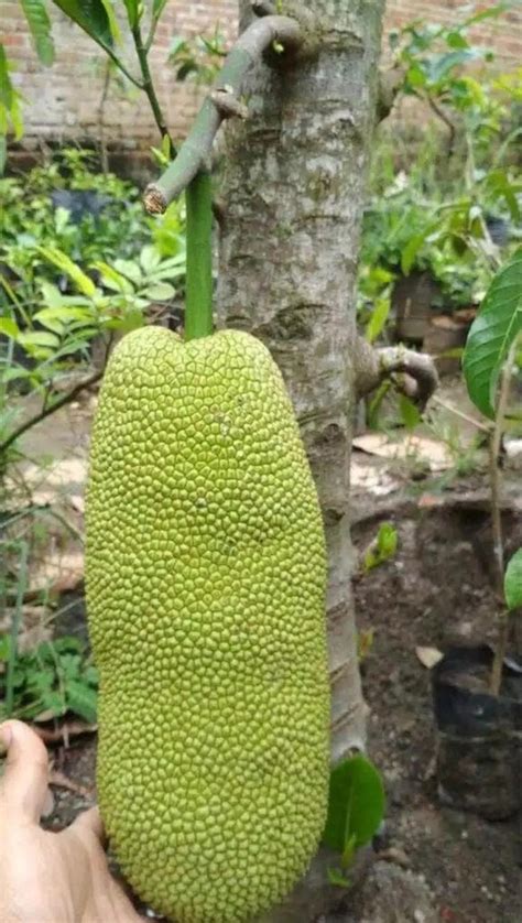 Jual Pohon Buah Bibit Nangka Nangkadak Perpaduan Dan Cempedak