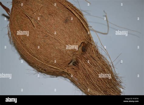 Coconut seed dispersal hi-res stock photography and images - Alamy