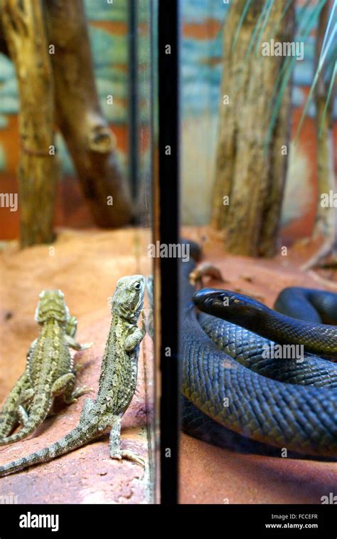 Reptiles Animal Hi Res Stock Photography And Images Alamy