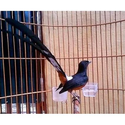 Jual Burung Murai Batu Muda Hutan Ekor Panjang Cm Up Murah Meriah