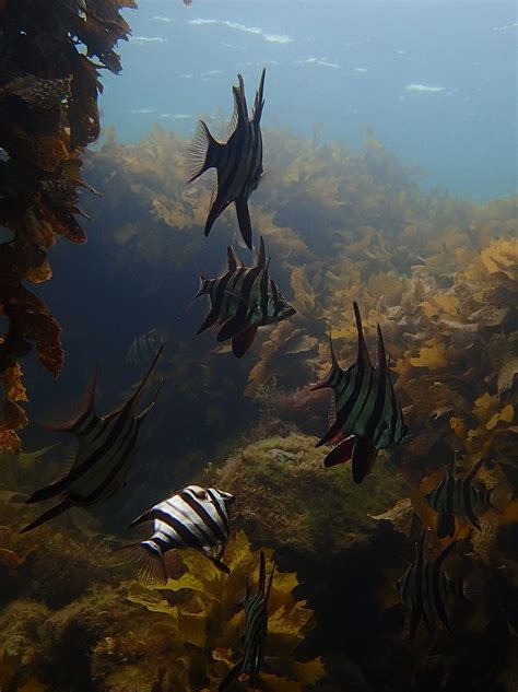 St Leonards Pier Vic Flickr