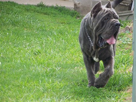 Neapolitan Mastiff 3 Pet Paw