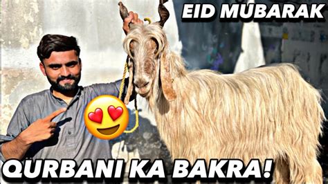 Qurbani Ke Liya Bakra Le Ayy😍bakra Eid 2023 Fateh Jangi Bulls Qurbani