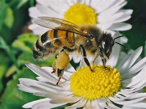 Bee With Full Pollen Pants