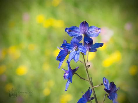 Flowers of Kaas Plateau - Carpet of flowers - Roaming Owls