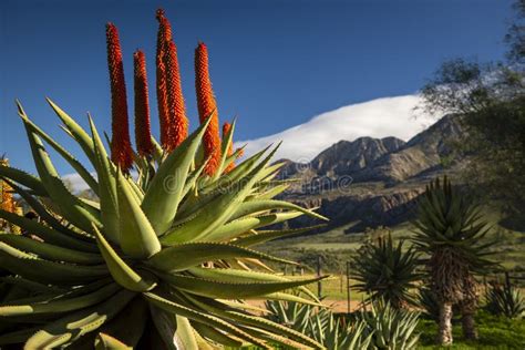 Farm In The Karoo With Old Rural Houses And The Swartberg Mountains In