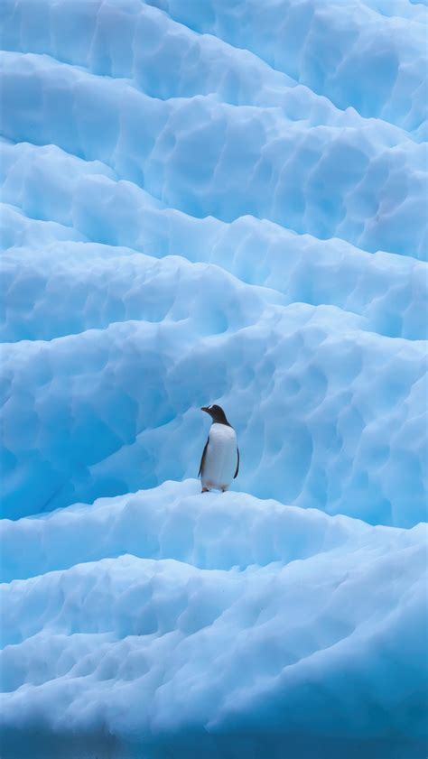 640x1136 Penguin In Antarctica iPhone 5,5c,5S,SE ,Ipod Touch ,HD 4k ...