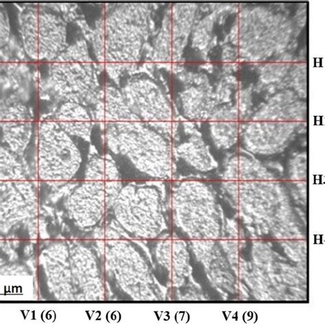 Optical Micrograph Of Homogenized Alloy A Showing The Grain Boundaries