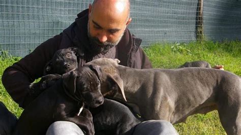 Barboncino Sbranato Da Pitbull L Educatore Cinofilo Cani