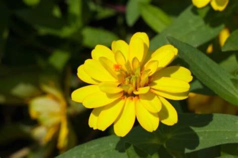 5 Fascinating California Giant Zinnia Facts - Minneopa Orchards