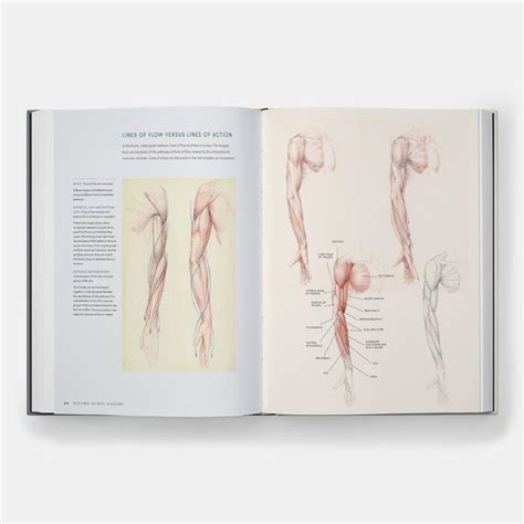 Dynamic Human Anatomy Art Techniques Crafts And Hobbies Store