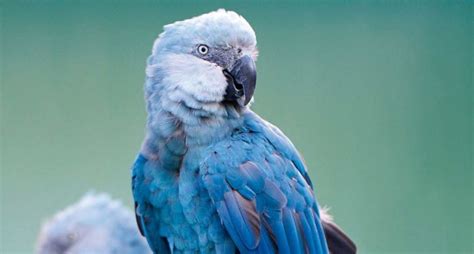 Ararinha Azul Come A A Voltar Aos C Us Da Caatinga Planeta