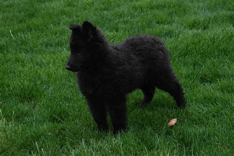 Belgian Sheepdog Puppies For Sale