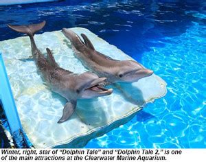 Winter and Hope - Winter The Dolphin Photo (37557667) - Fanpop