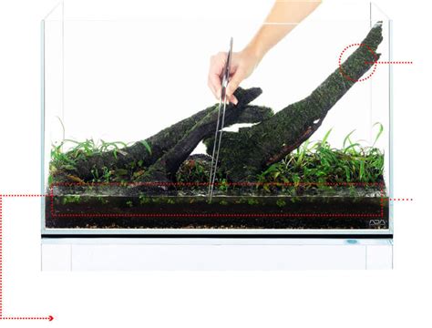 ADA fish aquariums the worlds best planted aquarium products - Chia Sẻ ...