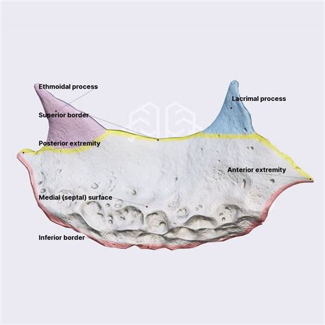 Inferior nasal concha | Skull | Head and Neck | Anatomy.app | Learn ...