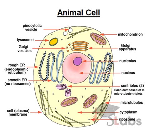 BIOLOGY CHARTS - Scholars Labs