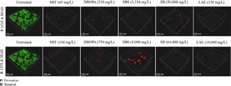 Reconstructed Clsm Images Of H Pseudomonas Aeruginosa Biofilms P