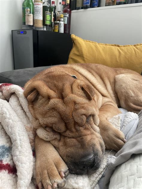 Squishy Face Guy Rsharpei