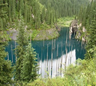 La Ciruela Mec Nica Los Bosques M S Impactantes Del Mundo