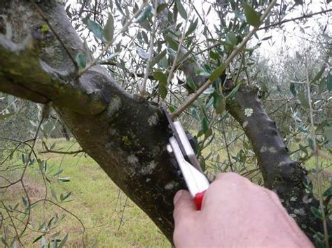 Ulivo In Vaso Alberi Da Frutta Ulivo In Vaso