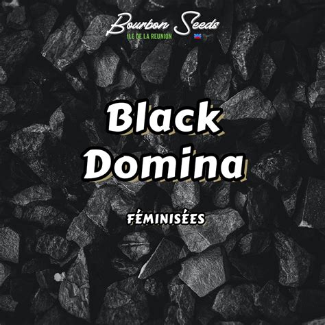 Black Domina Graine Cannabis Bourbon Seeds La Réunion