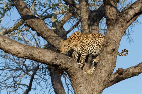 collection  leopards  trees limited edition blog iconic africa