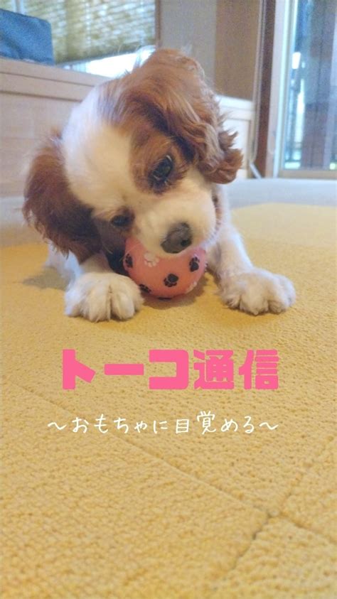 【里親様募集中九州】おもちゃに目覚めたトコちゃん キャバリア★カワイイモフモフな人生の師匠たち