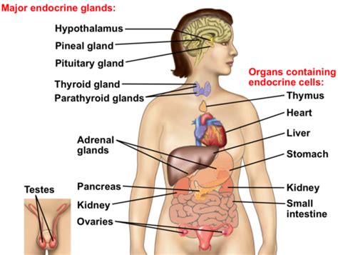 Chapter 45 Hormones The Endocrine System Flashcards Quizlet