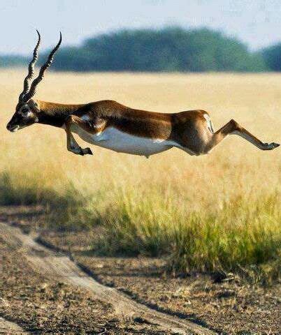 Mammals That Fly In Air - Pets Lovers