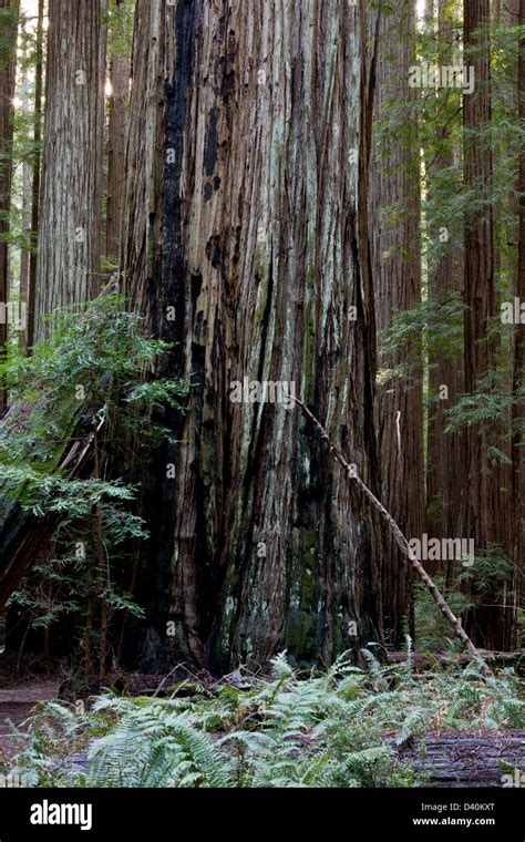 Coast redwood / Giant redwood forest in the Rockefeller Grove, Humboldt ...