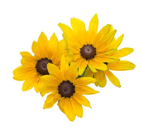 Black Eyed Susan Bouquet Stock Photos, Pictures & Royalty-Free Images ...