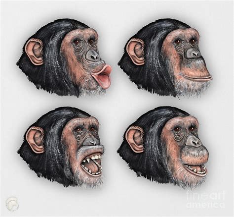 Facial Expressions Of Chimpanzees Pan Troglodytes Zoo Mimik