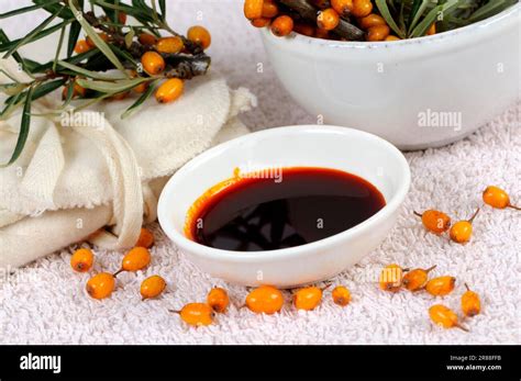 Common Sea Buckthorn Hippophae Rhamnoides Sea Buckthorn Oil Stock