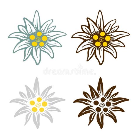 Edelweiss Flower Icon Vector Alpine Icon Flat Web Sign Symbol Logo