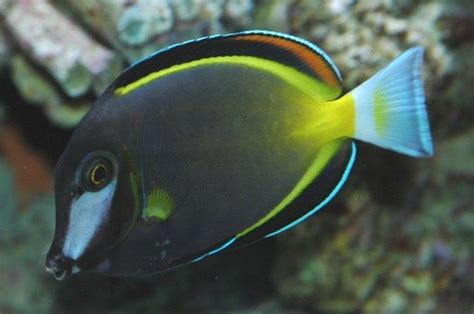 Surgeonfish Tangs