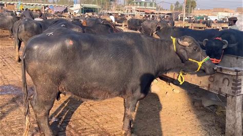 Peshawar Kala Mandi Updates Cow Mandi Cattle Market Pakistani