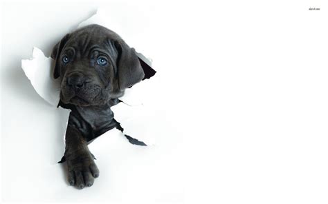 Black Lab Puppy Wallpapers - Wallpaper Cave