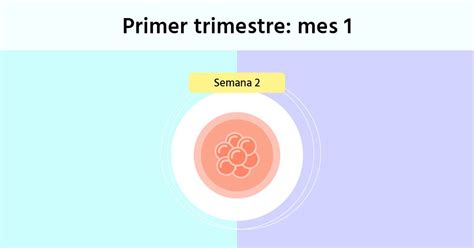 Semana 2 de embarazo síntomas y desarrollo del bebé