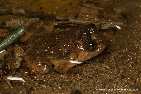 Meowing Night Frog From Munnar Kerala 685612 India On August 26 2023