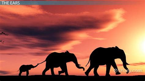 Elephant Adaptations: Lesson for Kids - Lesson | Study.com