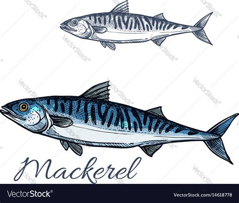 Mackerel Sea Fish Sketch For Seafood Design Vector Image