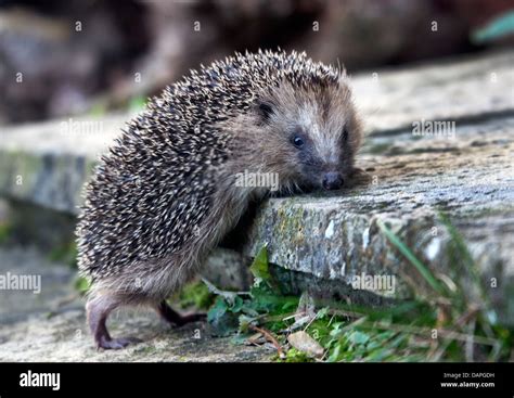 Europäischer igel Fotos und Bildmaterial in hoher Auflösung Alamy