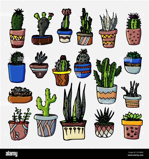 Cactus And Succulents Vector Set Hand Drawn Illustration Tropical