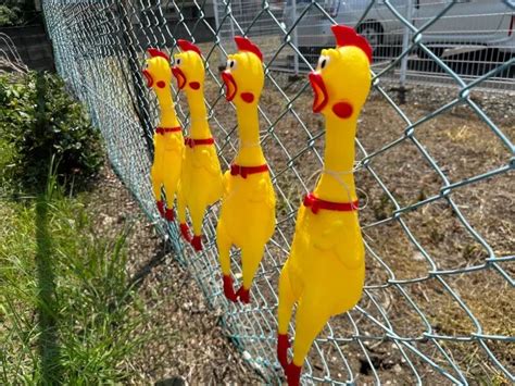 We Try The Viral Screaming Rubber Chicken Car Park Hack In Japan